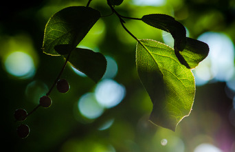 Sub-Advisory Preview Image 