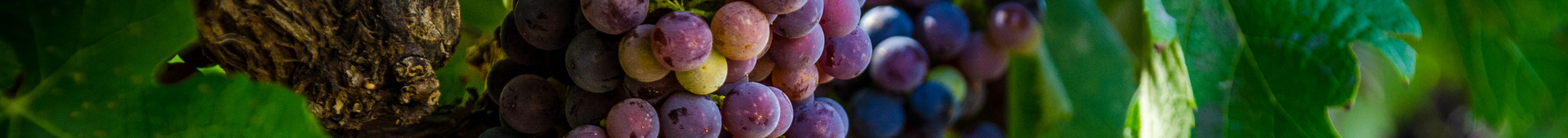 Research and Analysis Hero Image 