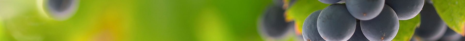 Risk Management Hero Image 