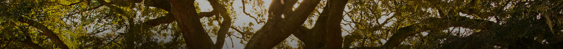 Firm History Hero Image 