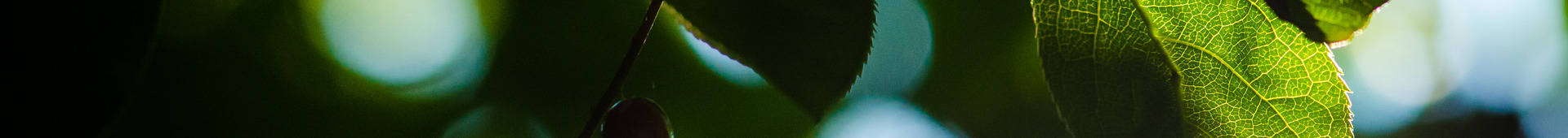 Sub Advisory Hero Image 